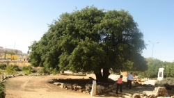 Eilon oak near Khevron